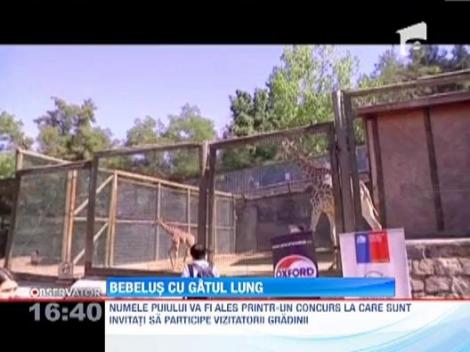 Santiago de Chile: Un pui de girafa a devenit vedeta la ZOO