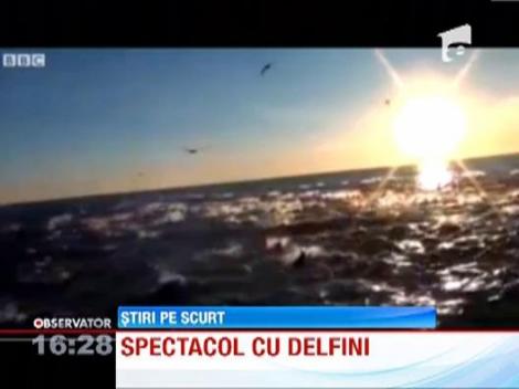 Spectacol cu delfini
