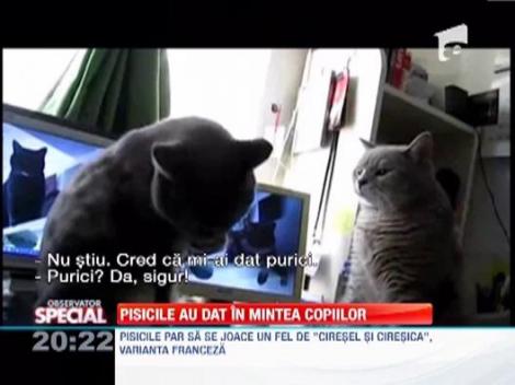 De ce ADORA oamenii sa priveasca pisici pe internet