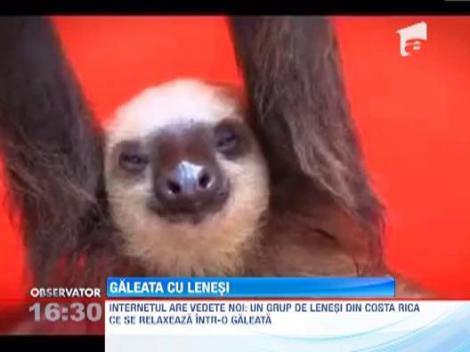 Internetul are vedete noi: Un grup de lenesi din Costa Rica ce se relaxeaza intr-o galeata