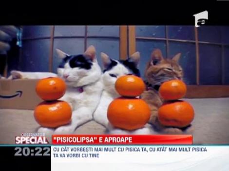 "Pisicolipsa" se apropie