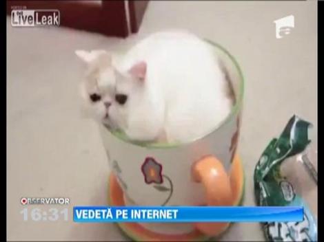 VIDEO: Cum se cuibareste o pisica intr-o... cana de cafea