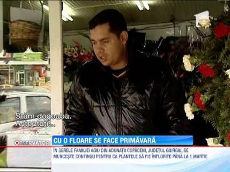Martie, cea mai profitabila luna din an pentru florari. Chiar daca sunt plantate de producatorii romani, zambilele tot olandeze sunt