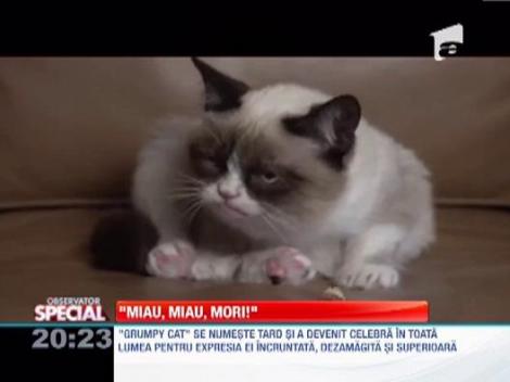 "Grumpy cat", felina care s-a nascut incruntata si dezamagita de tot ceea ce este in jur