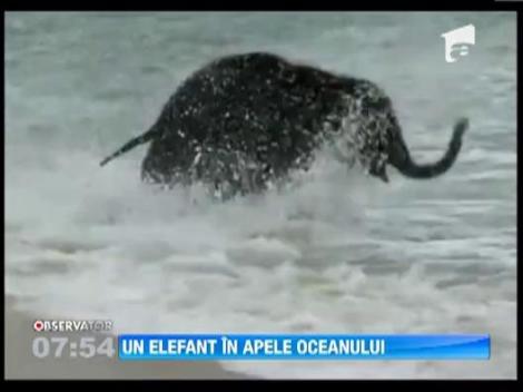 Un pui de elefant, surprins in timp ce se scalda in apele oceanului