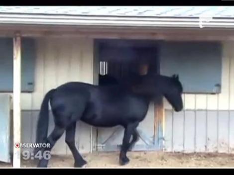 VIDEO: Calul specialist in tehnica evadarii... Deschide orice zavor!