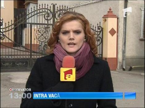 Sapte restaurante din Bucuresti si din tara au vandut carne de cal pe post de carne de vita