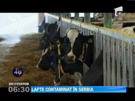 Lapte contaminat in Serbia