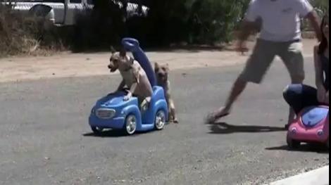 UIMITOR! Un caine din SUA a invatat sa conduca o masina electrica