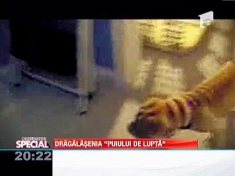 Shar-Pei, una dintre cele mai eficiente rase de caini de lupta