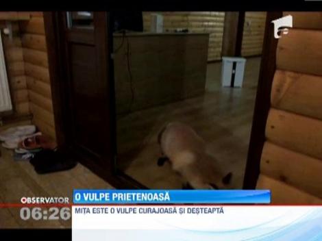 O vulpe, prietena cu salvamontistii de la refugiul Babele