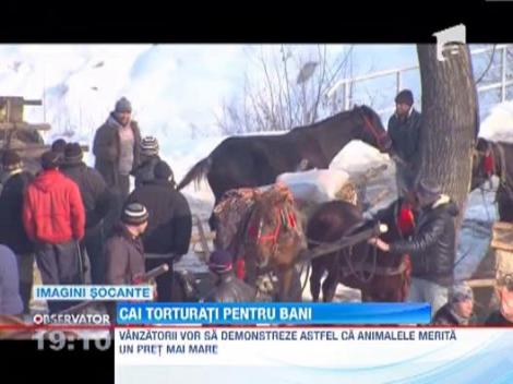 UPDATE! Cruzime fara margini! Zeci de cai, biciuiti cu bestialitate la targul de animale din Neamt