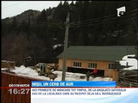 Misu, un cerb de aur. Si-a gasit refugiu in curtea unor angajati si este rasfatat seara de seara