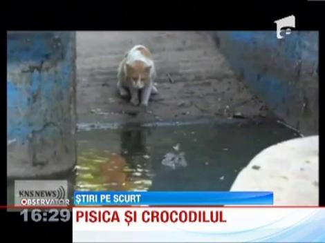 Lupta fabuloasa dintre o pisica si un crocodil