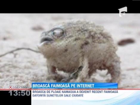 O broscuta din Africa de sud face furori pe internet