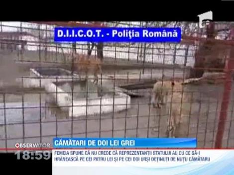 UPDATE! Leii confiscati din curtea lui Nutu Camataru vor ajunge la gradina zoologica din Bucov