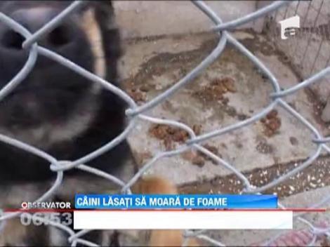 Caini lasati sa moara de foame