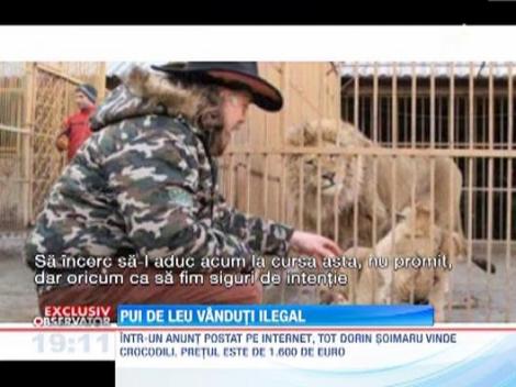 Un controversat afacerist din Moldova vinde ilegal pui de lei