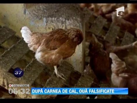 Germania: Zeci de fermieri sunt suspectati ca au vandut oua marcate "bio", desi veneau de la gaini din crescatorii obisnuite