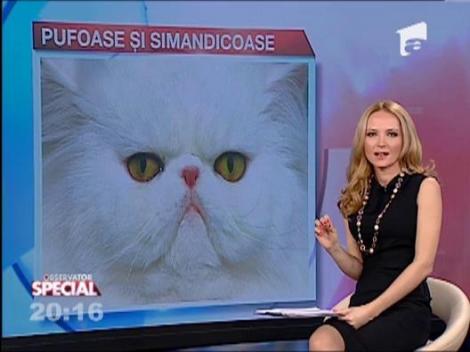 Observator Special: Pisicile persane au apucaturi umane