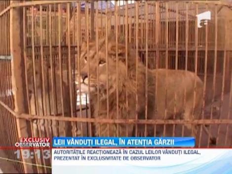 Leii vanduti ilegal de afaceristul Dorin Soimaru, in atentia Garzii de Mediu