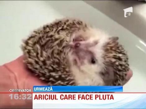 Ariciul care face pluta
