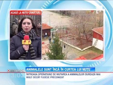 Nutu Camataru a ramas fara lei si ursi! Operatiunea de ridicare a animalelor se face cu dificultate