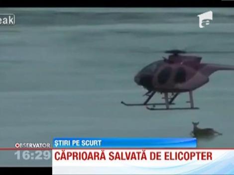 O caprioara care a ramas blocata pe un lac inghetat a fost salvata de elicopter