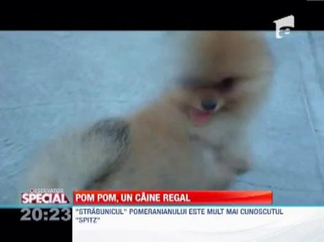 Pomeranianul, un caine demn de o regina