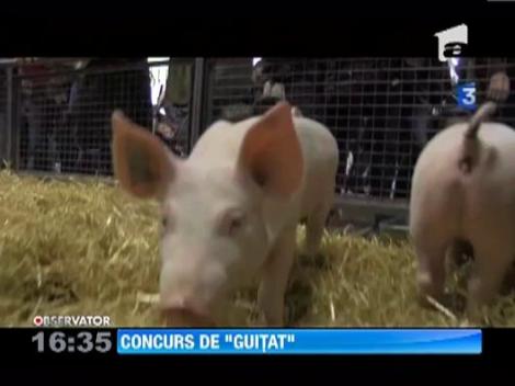 Concursul de imitat porci a avut loc in Franta