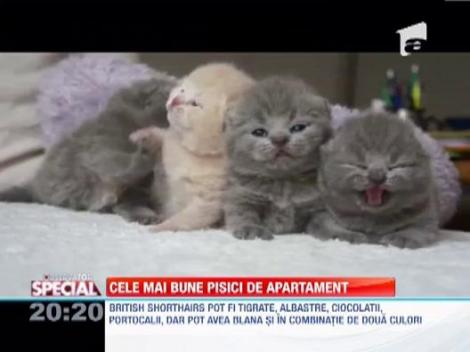 British Shorthairs, cele mai bune pisici de apartament