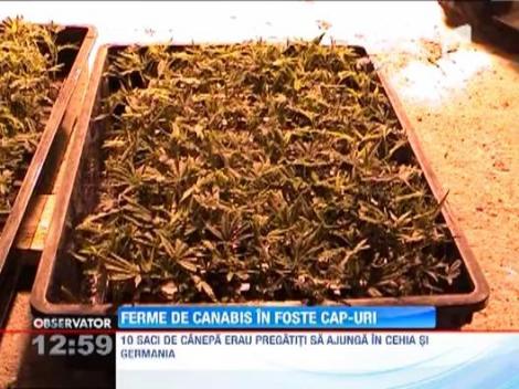 Culturi de canabis, descoperite in mai multe ferme ale fostelor CAP-uri din judetul Arad