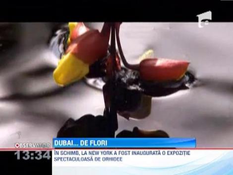 Dubai Miracle Garden, cea mai mare gradina de flori din lume