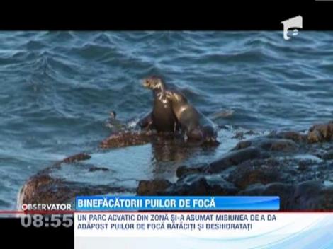 Zeci de pui de foca au fost salvati de pe plajele din California