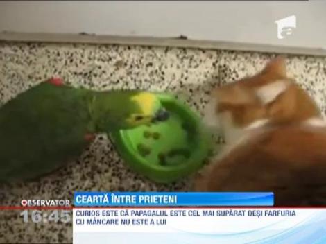 VIRAL! Lupta apriga dintre un papagal si o pisica pe un bol de mancare