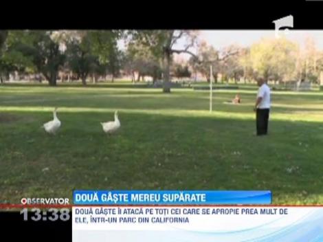 Angry Birds, in varianta reala! Doua gaste din SUA fac orice ca sa-si apere teritoriul