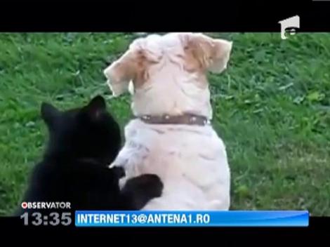 Catel masat de o pisica