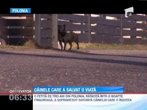 O fetita din Polonia, ratacita in padure intr-o noapte friguroasa, a supravietuit datorita cainelui care o insotea