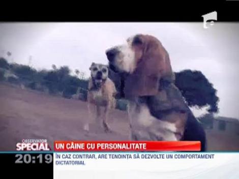 Rasa Basset, un caine cu personalitate