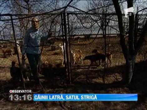 O femeie creste cateva zeci de caini, spre disperarea vecinilor