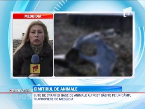 Sute de cranii si oase de animale au fost gasite pe un camp, in apropiere de Medgidia