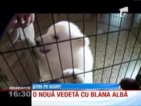 Un alt pui de urs polar cunoaste faima mondiala