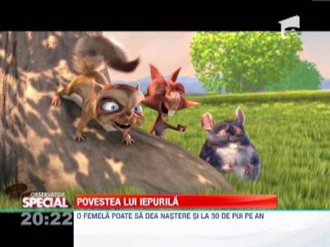 VIDEO! Iepurii, animale cu personalitate, duc adevarate lupte cu cei care le calca teritoriul!