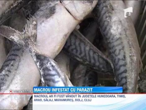 UPDATE / Macrou contaminat cu o substanta periculoasa, scos la vanzare in mai multe judete din tara