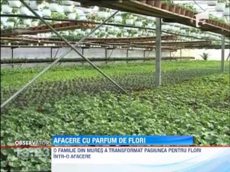 Serele de flori, o afacere profitabila