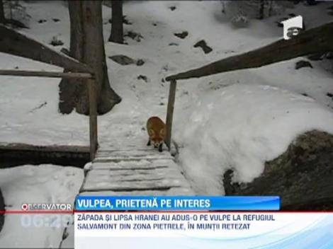 O vulpe din Muntii Retezat si-a facut un obicei sa ia masa impreuna cu salvamontistii