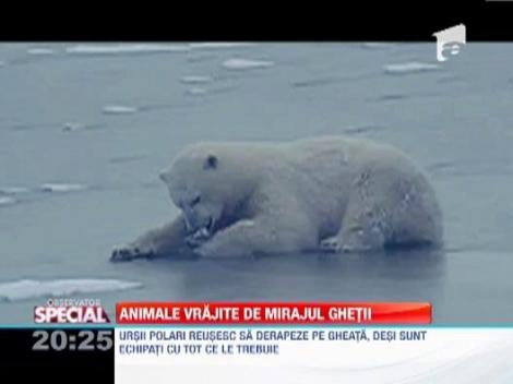FUNNY! Animalele si gheata - o combinatie de tot rasul!
