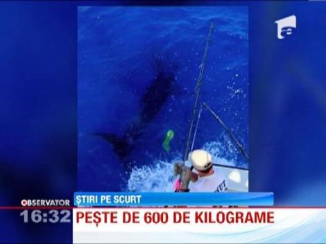 Captura record! Un britanic a prins un peste de 600 de kilograme