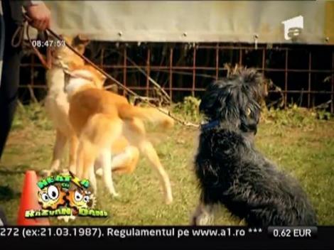 Cainii ii ajuta pe detinutii de la Jilava sa se reabiliteze