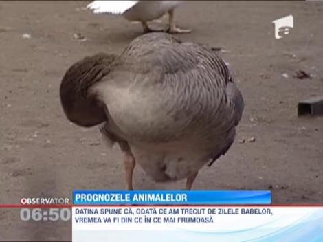 Prognoza animalelor